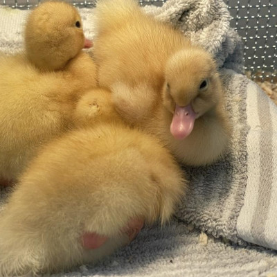 Image from First Steps Learning