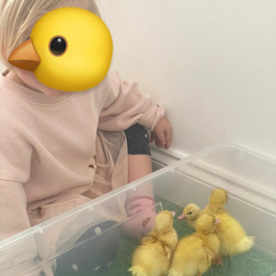 Image from First Steps Learning