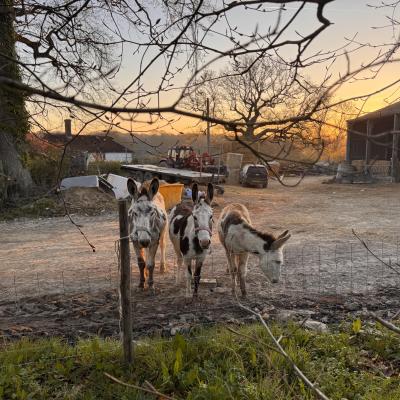 Image from Jan