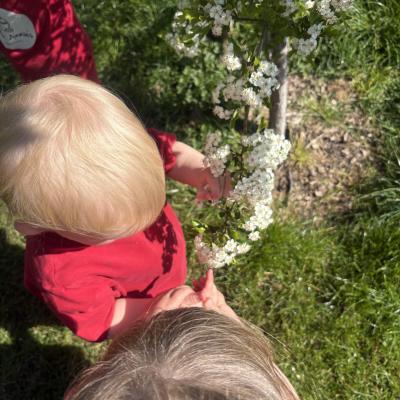 Image from Auntie Annies