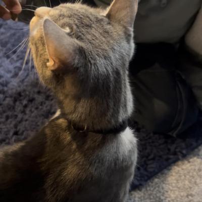 Image from Fizz