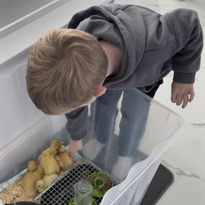 Image from First Steps Learning