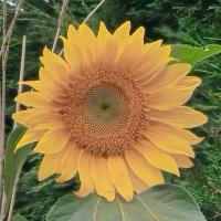 Daisy