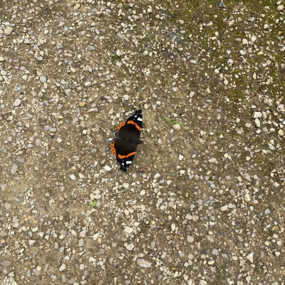 Image from Universal Guardian