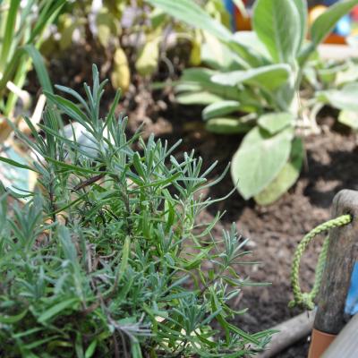Image from Monkey Puzzle