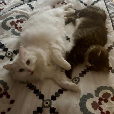Image from Sephie