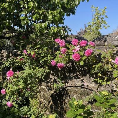 Image from Little Greens