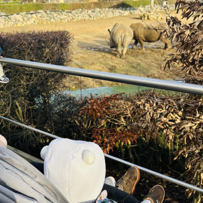 Image from Teeny turtles