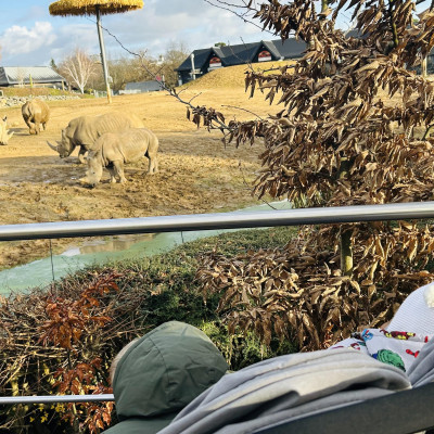 Image from Teeny turtles