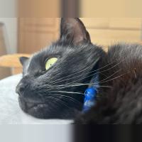 ava 