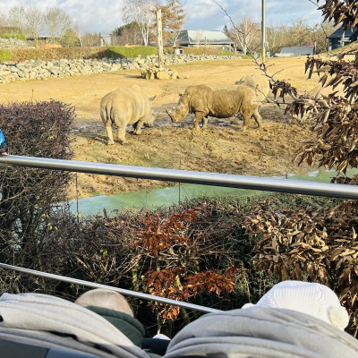 Image from Teeny turtles