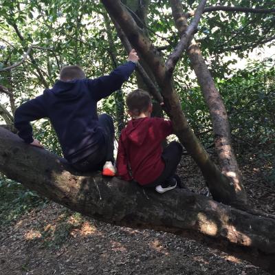 Image from Shells House Boreham