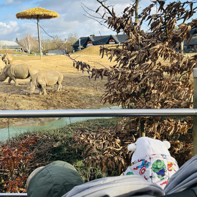 Image from Teeny turtles