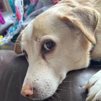 Bex