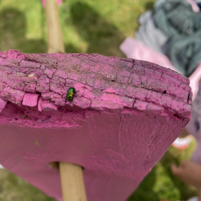 Image from Universal Guardian