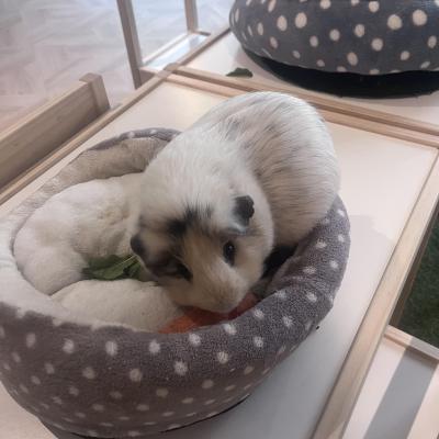 Image from Petitpoiscreche
