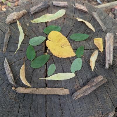 Image from Janine Cotton