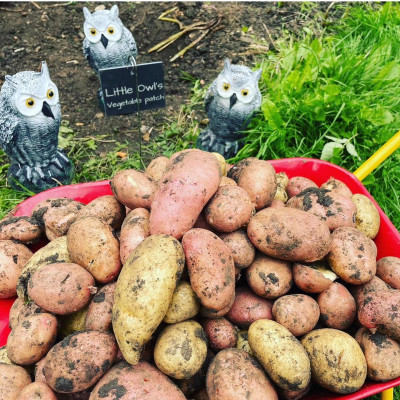 Image from Jens Little Owls