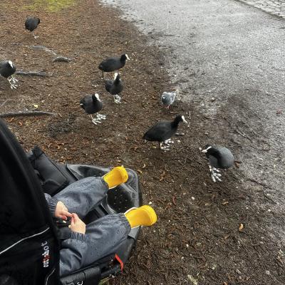 Image from Little Hedgehogs