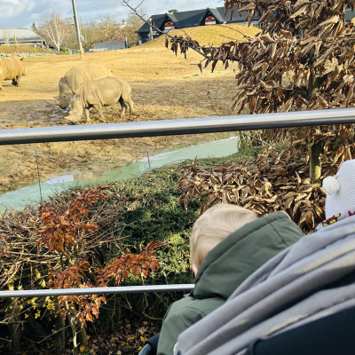 Image from Teeny turtles