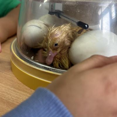 Image from Kiddy Care Nursery