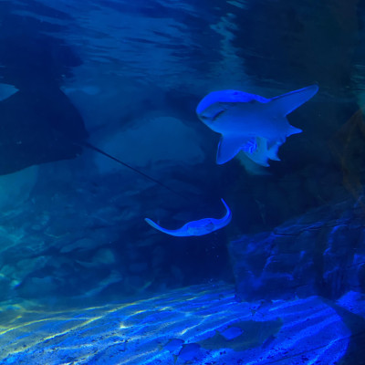 Image from Universal Guardian