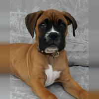 Roxy