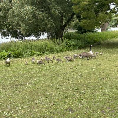 Image from hillfarm