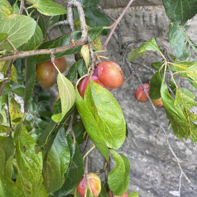 Image from Universal Guardian